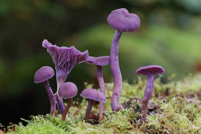 fungus