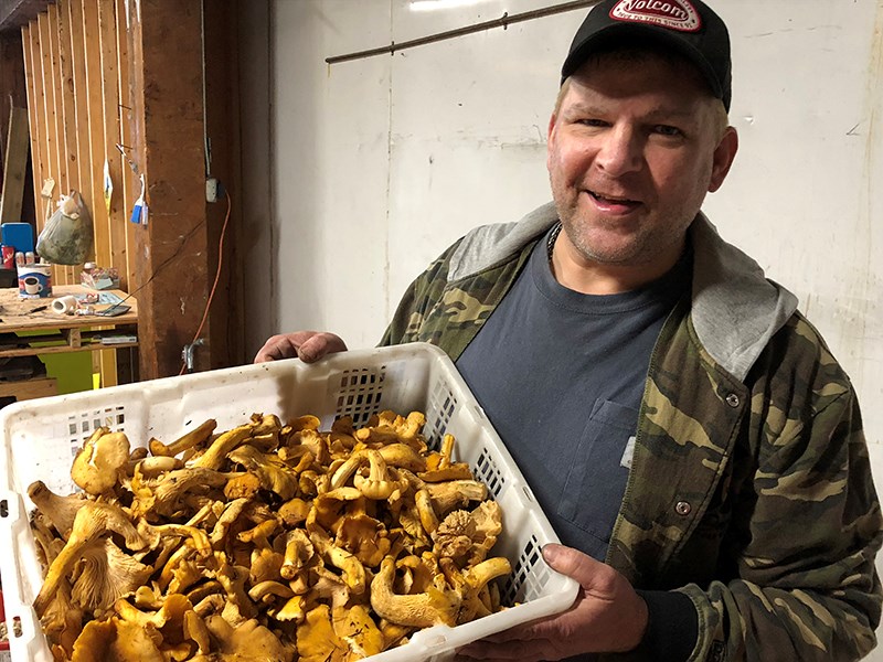 BUMPER CROP: T&D Shroom Shack owner Tory Charlton, seen here with a basket of chanterelles, says the pine mushroom harvest in the region this fall is the best he has seen in decades. Sara Donnelly photo