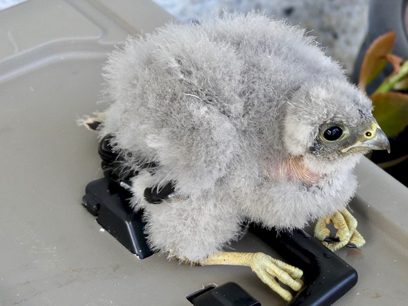 Powell River Orphaned Wildlife Society