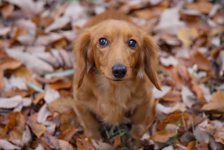 Dog in fall leaves