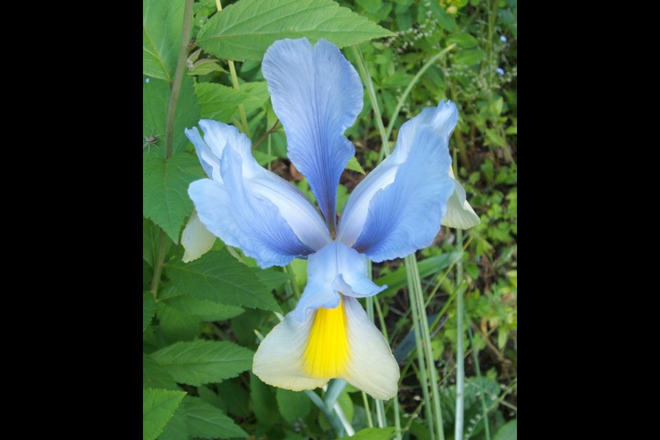 Dutch irises bloom in late spring. The flowers are popular with flower arrangers.