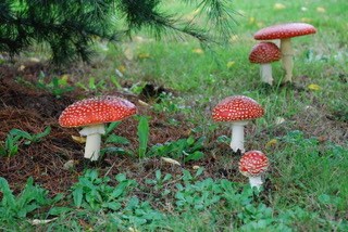 Amanita muscaria