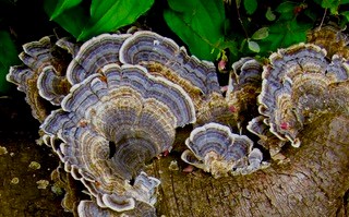 turkey tail mushroom