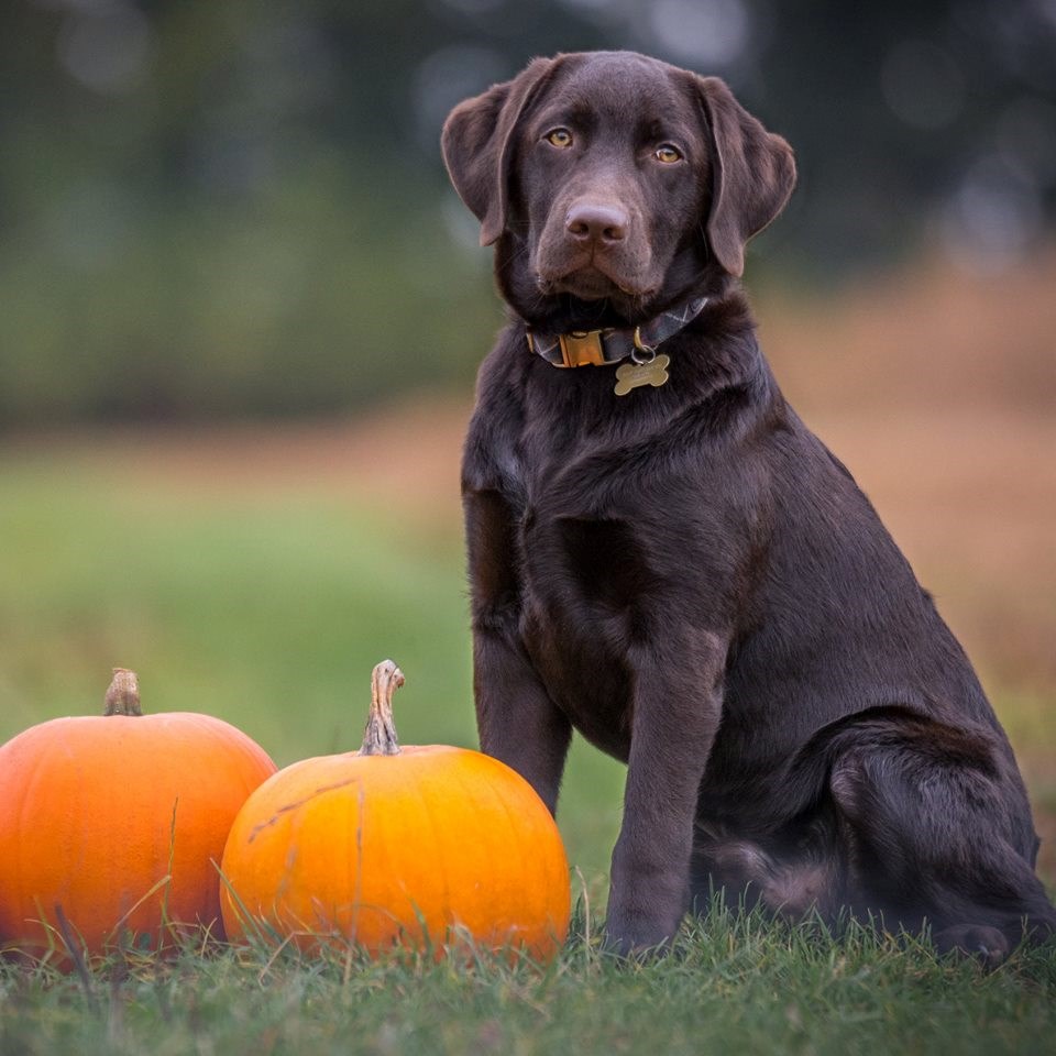 halloween dog