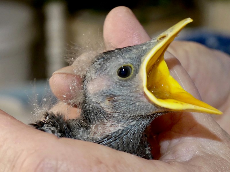 Powell River Orphaned Wildlife Society