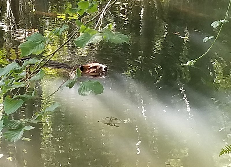 Port Moody beaver