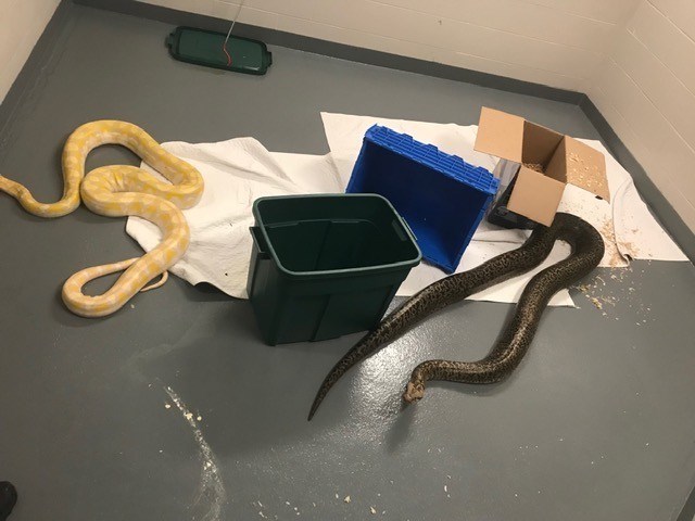pythons