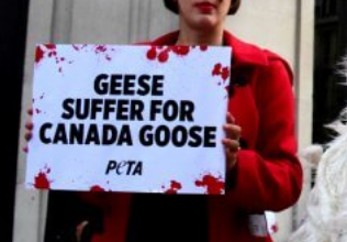 Canada goose fur clearance boycott