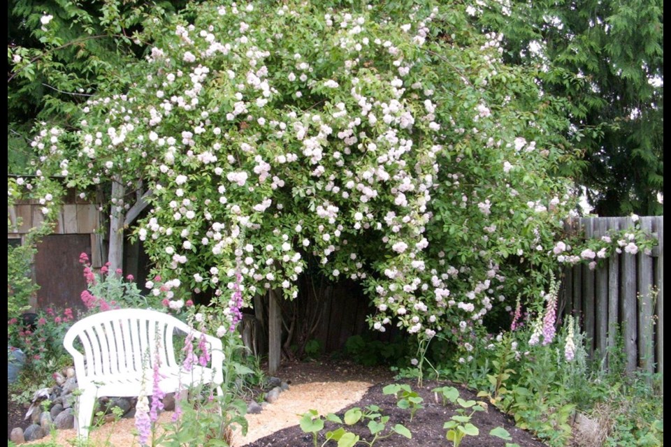 Rambling roses such as this Climbing Cecile Brunner are not pruned until after they flower early next summer. Pruning now would reduce next year's bloom.