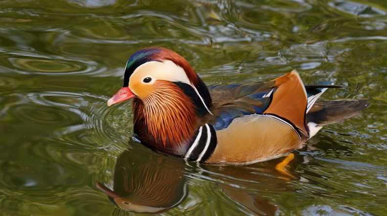 Mandarin Duck