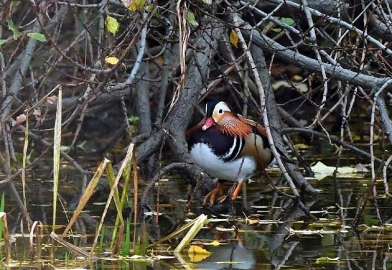duck two