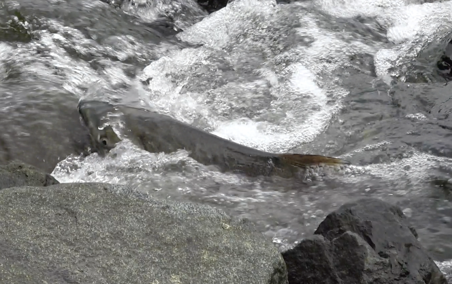 A chum climbing the rocks.