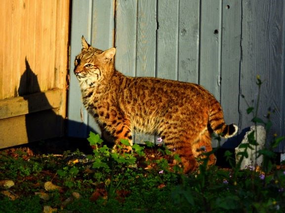 Bobcat