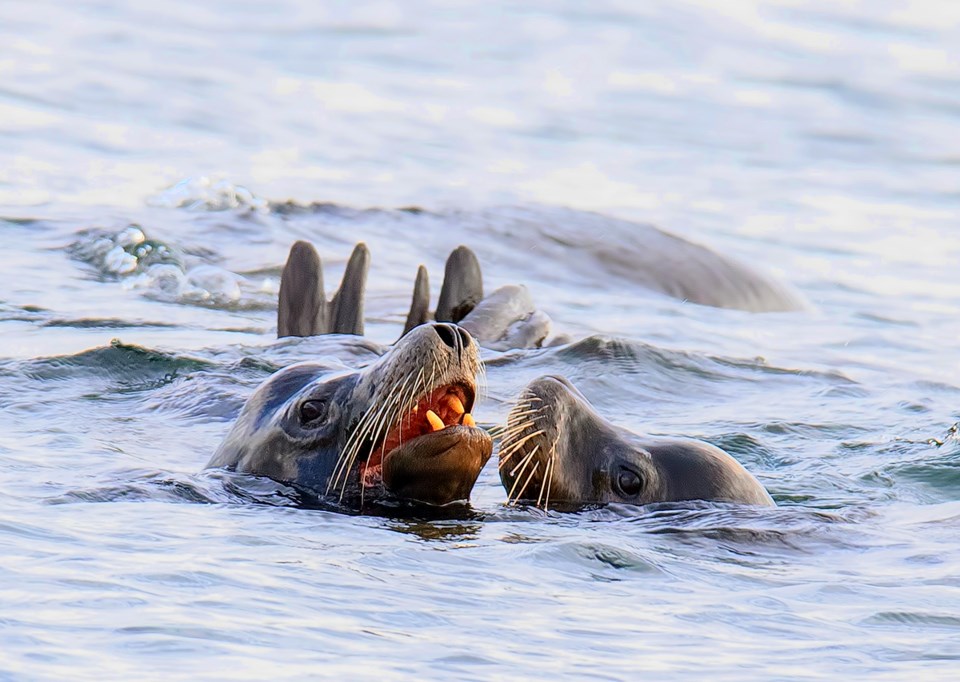 sea lions