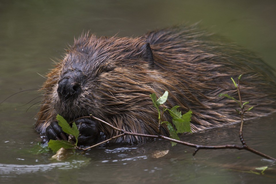 beavers