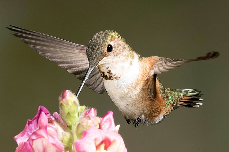 hummingbird