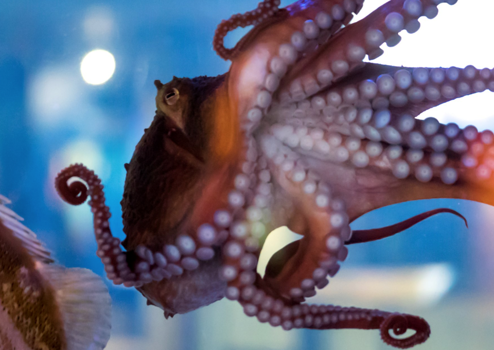 Octopus at Vancouver Aquarium