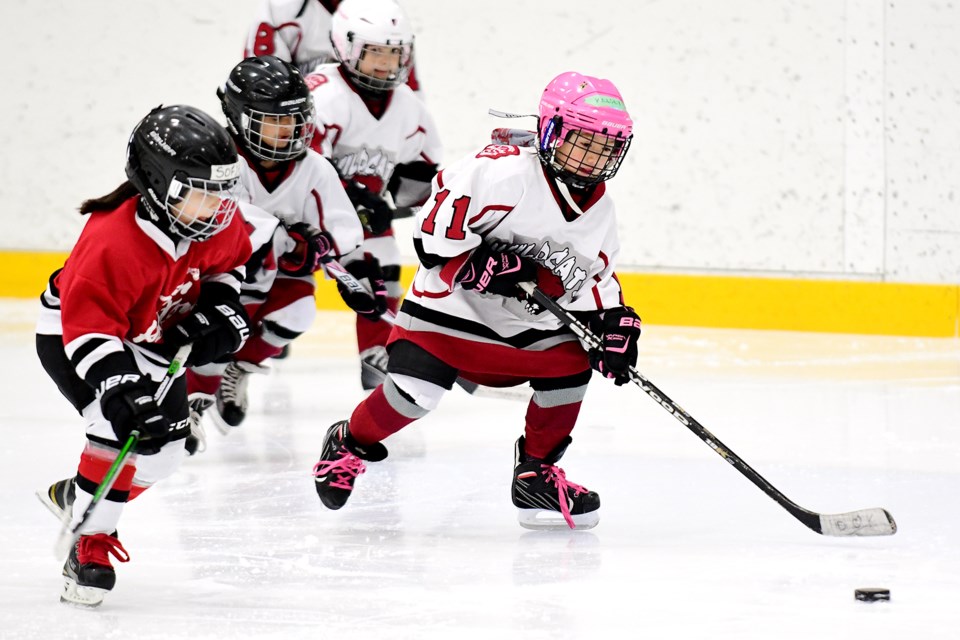 wildcats hockey