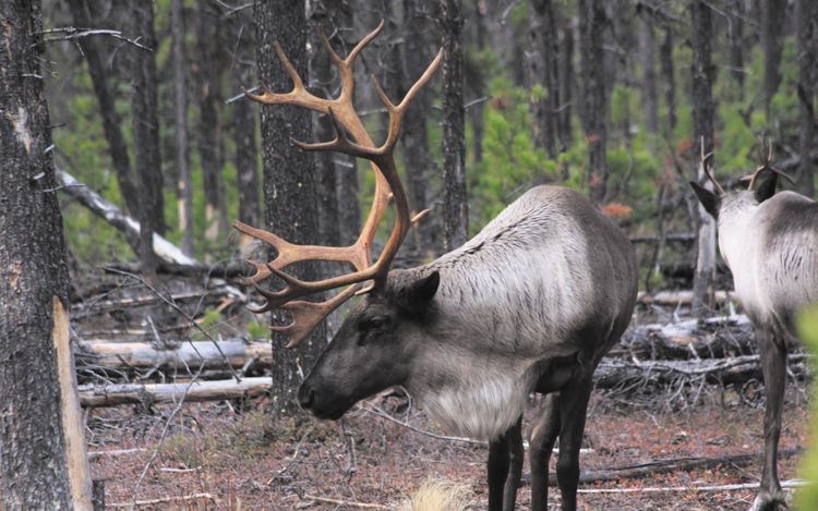 caribou-viewing-excursion.3.jpg