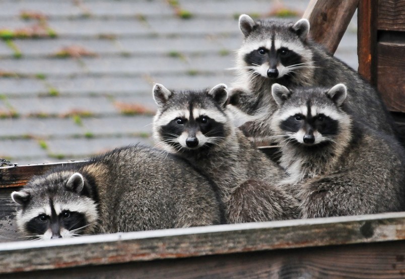raccoons