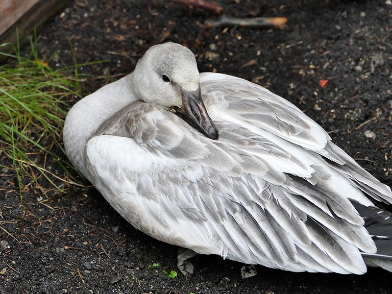 Powell River Orphaned Wildlife Society