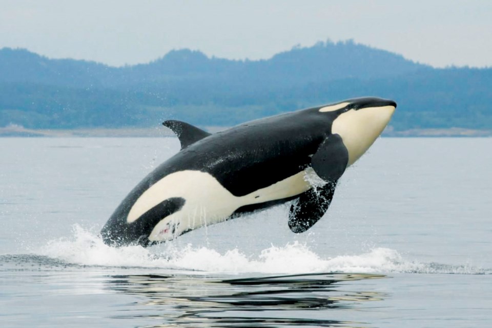 orca