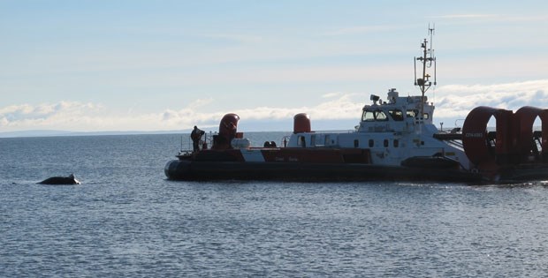 A coast guard hovercraft arrives to remove a dead humpback whale that washed up in the shallow water just off the Tsawwassen causeway beach.