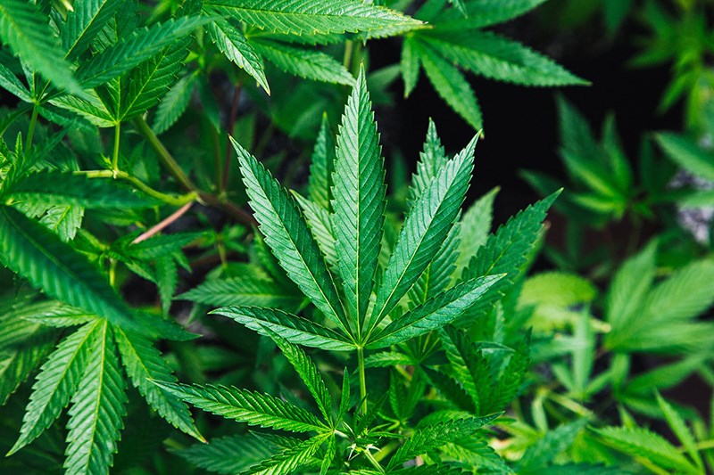 Marijuana plants