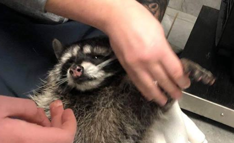 Raccoon cruelty