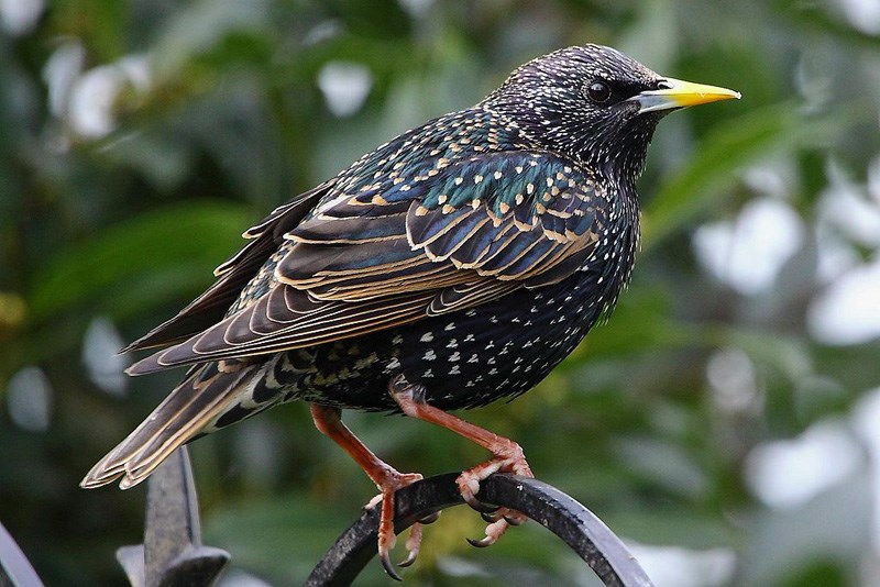 starling