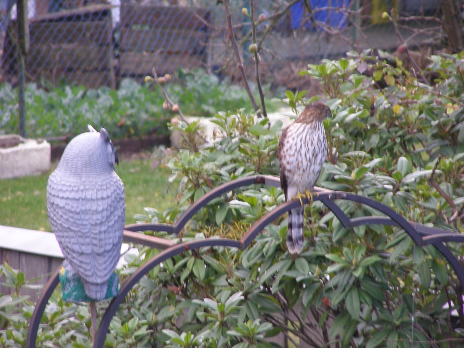 hawk owl