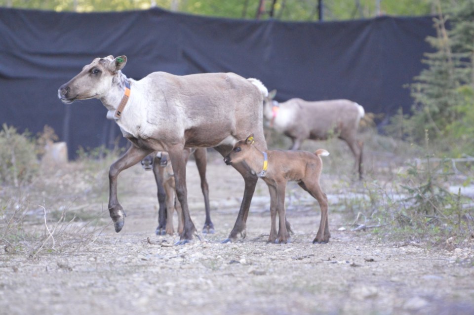 caribou