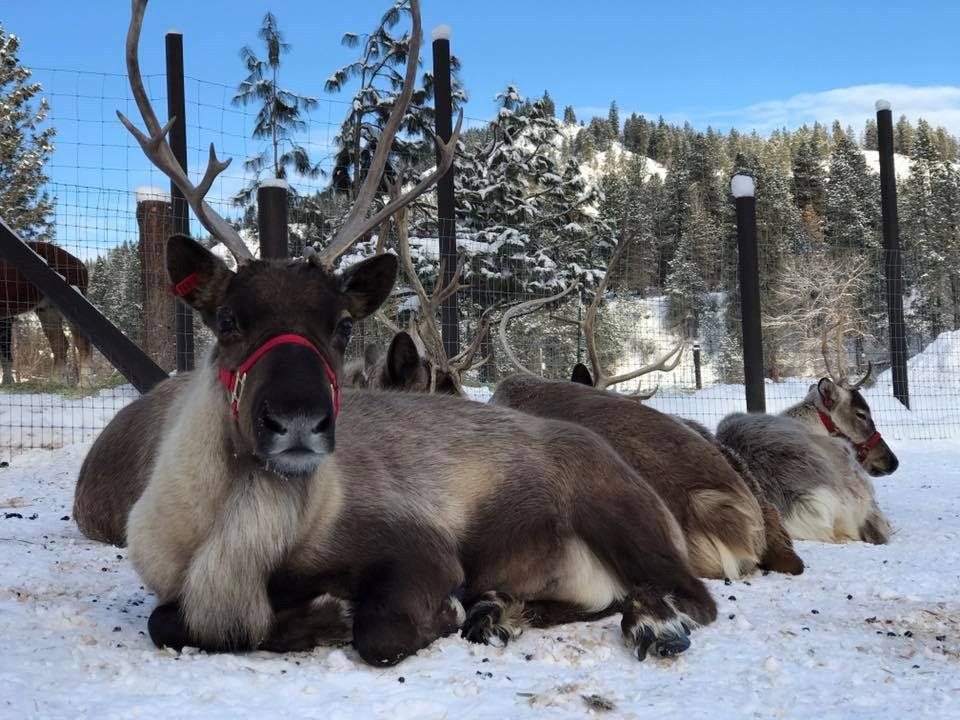 Leavenworth Reindeer Farm