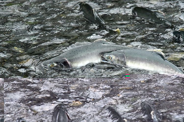 salmon-report.04_1232018.jpg