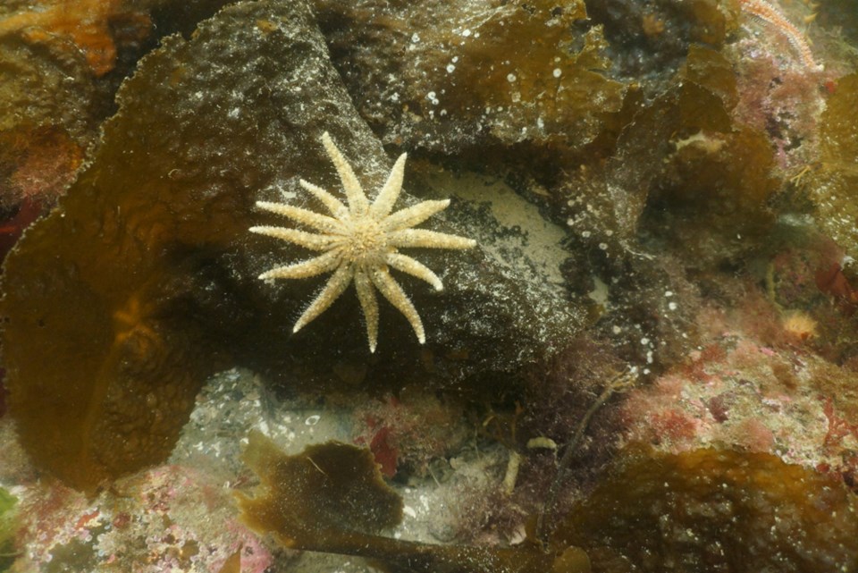 DISCOVER SQUAMISH: A magical underwater world  Howe Sound in the winte_12