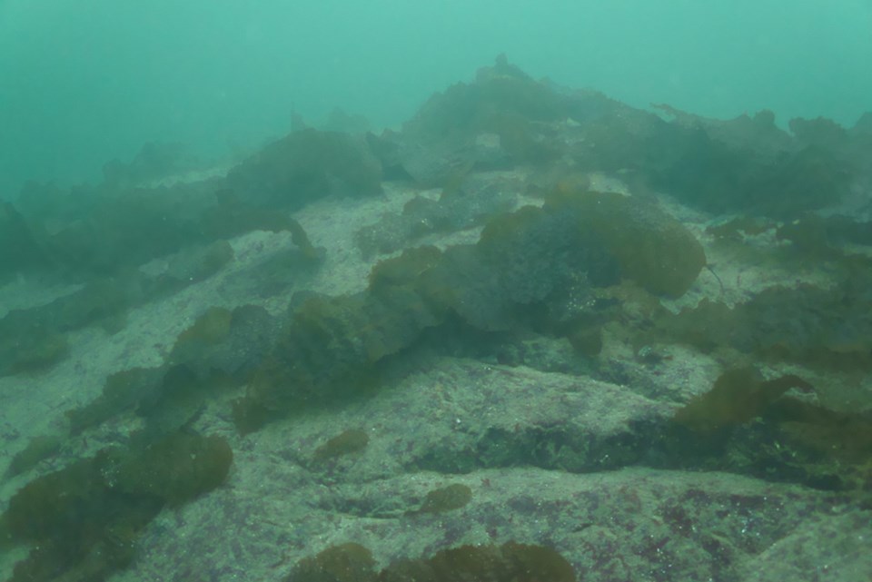 DISCOVER SQUAMISH: A magical underwater world  Howe Sound in the winte_13