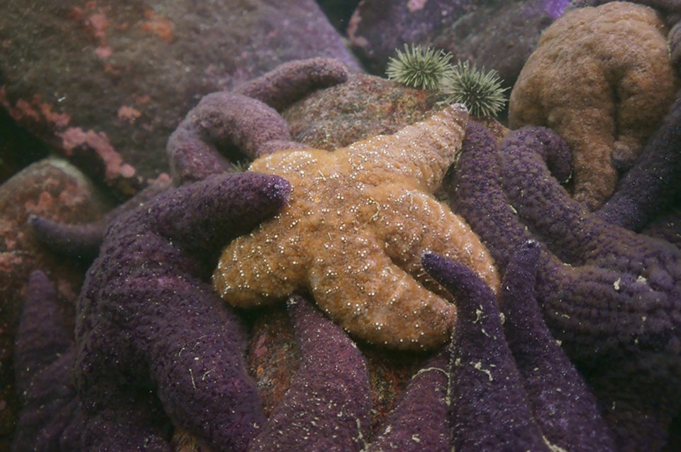 DISCOVER SQUAMISH: A magical underwater world  Howe Sound in the winte_15
