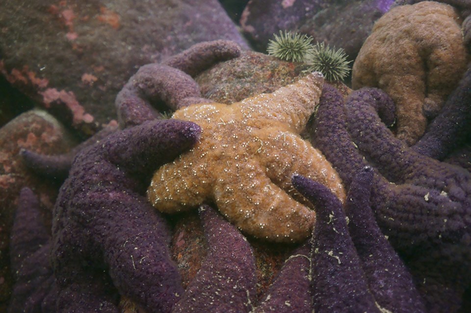 DISCOVER SQUAMISH: A magical underwater world — Howe Sound in the winte_15