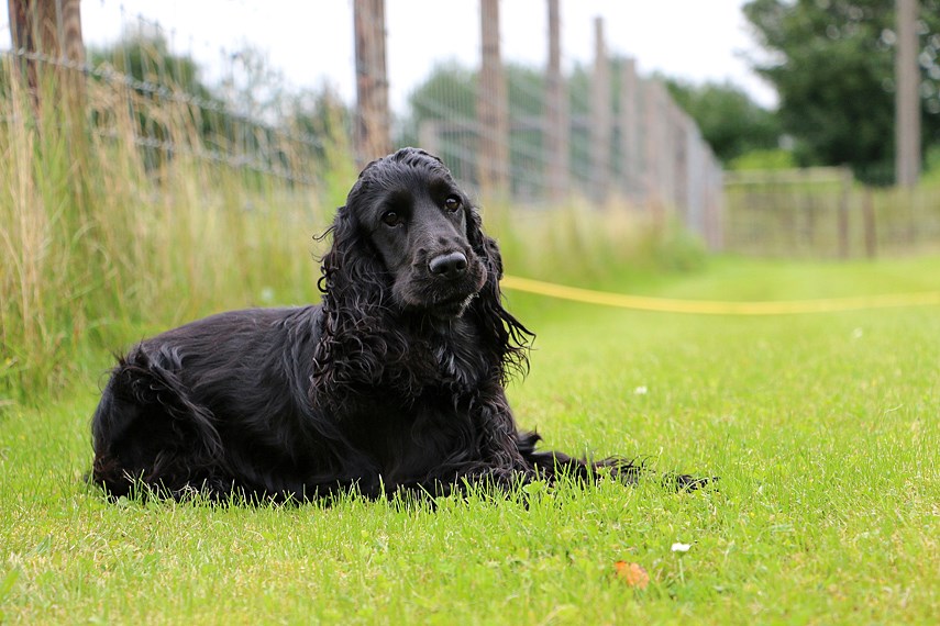 spaniel