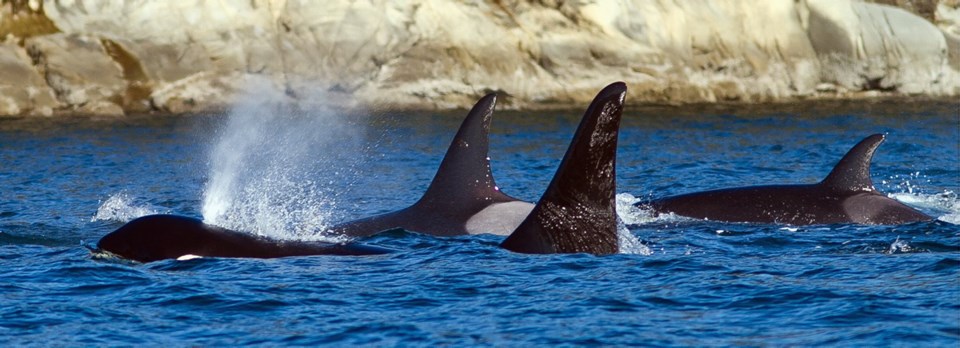 C1-CLR-1207-ORCAS.jpg