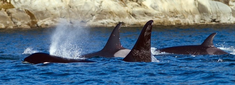 Orcas