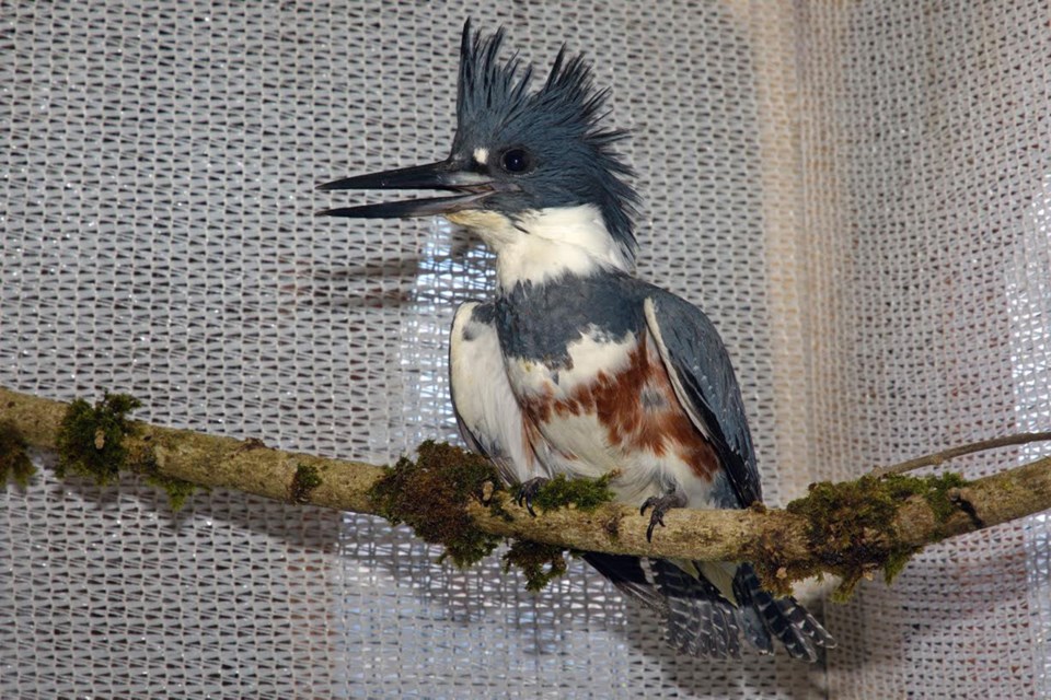 belted kingfisher