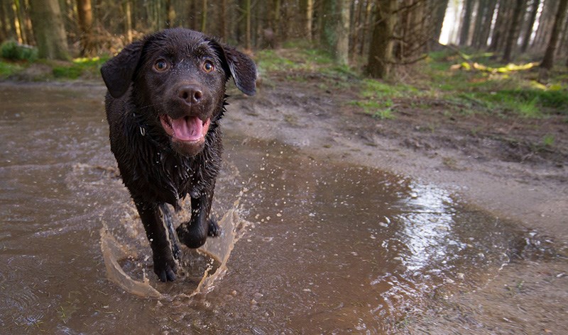 Dog parks