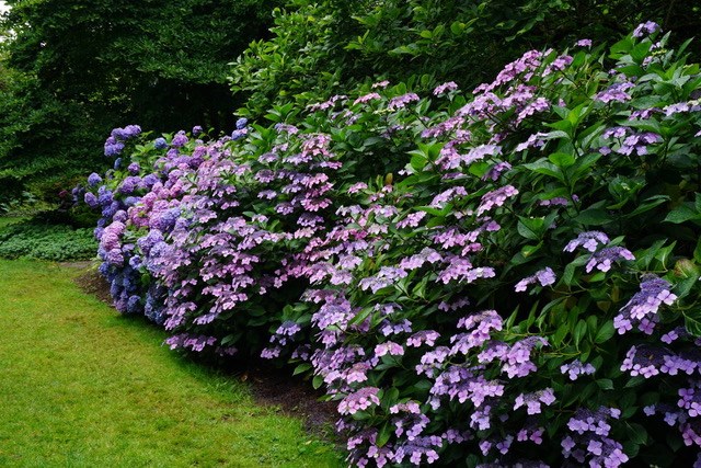 Hydrangeas