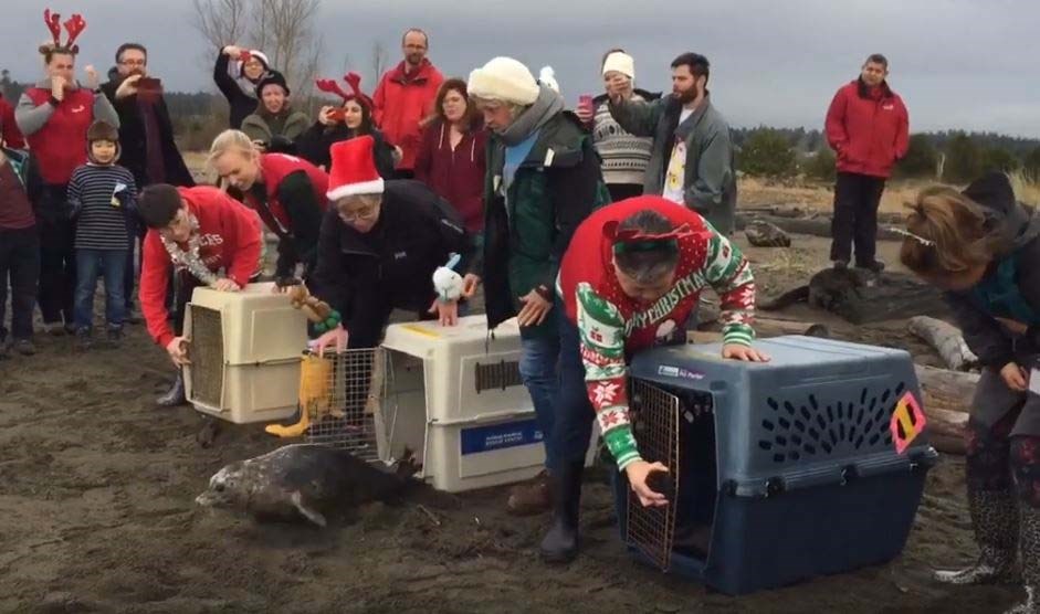 Video: Seal pups released back into the ocean in Richmond_1