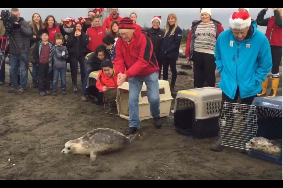 A seal pup makes a break for it at Iona Beach on Tuesday, as the last pups of the year from the Vancouver Aquarium Marine Rescue Centre are released back into the ocean. Alan Campbell photos and video