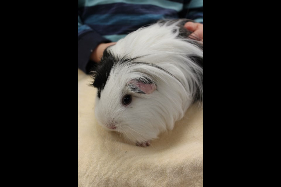This is one of two abandoned guinea pigs recently found in the Queen's Park bandshell.