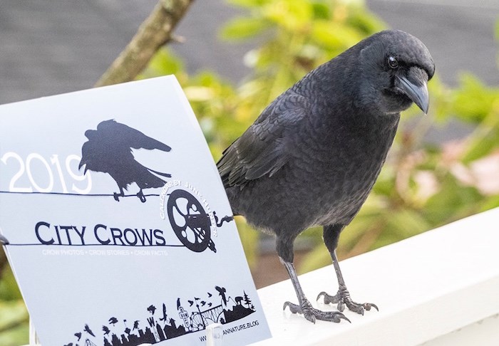 crows