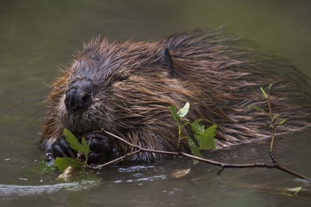 Beavers