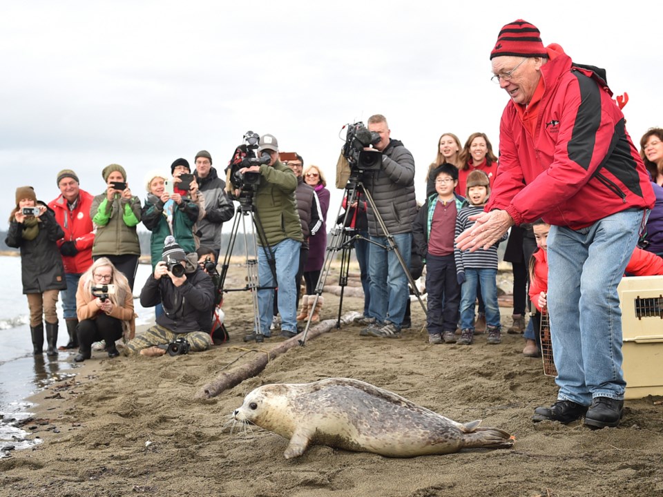 After rehabilitation and treatment, seven pups were released into the Salish Sea at Iona Beach Regio